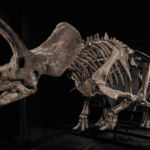 Near-Complete Triceratops Fossil Sells for $5.55 Million Online, Latest in List of Dinosaur Specimens to Fetch Colossal Fees