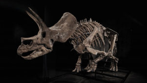 Near-Complete Triceratops Fossil Sells for $5.55 Million Online, Latest in List of Dinosaur Specimens to Fetch Colossal Fees