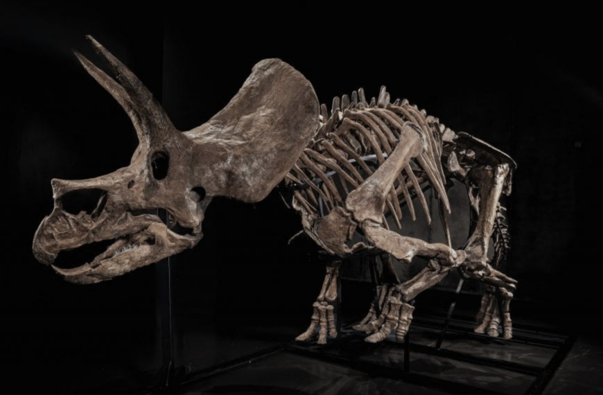 Near-Complete Triceratops Fossil Sells for $5.55 Million Online, Latest in List of Dinosaur Specimens to Fetch Colossal Fees