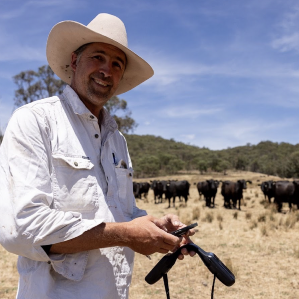 Cows Wearing Solar Collars Let Farmers Move Herds From Their Phone