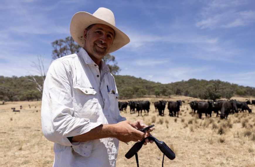 Cows Wearing Solar Collars Let Farmers Move Herds From Their Phone
