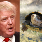 As Trump's Second Border Wall Threatens Their Only U.S. Habitat, Scientists Race to Save Last 250 Endangered Sonoyta Mud Turtles