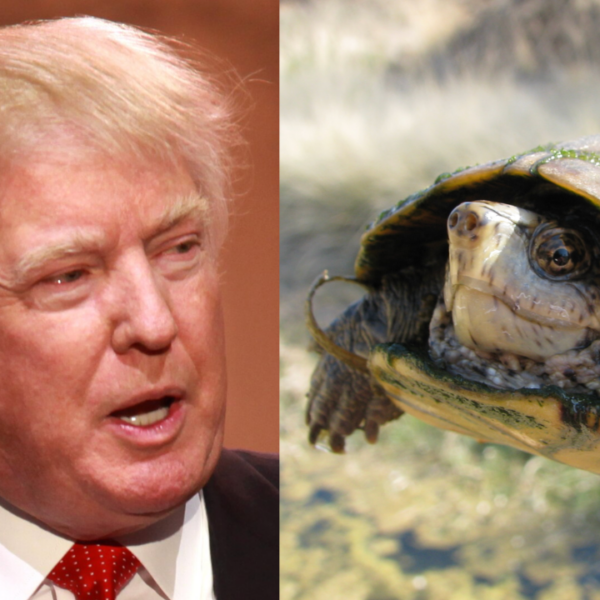As Trump's Second Border Wall Threatens Their Only U.S. Habitat, Scientists Race to Save Last 250 Endangered Sonoyta Mud Turtles