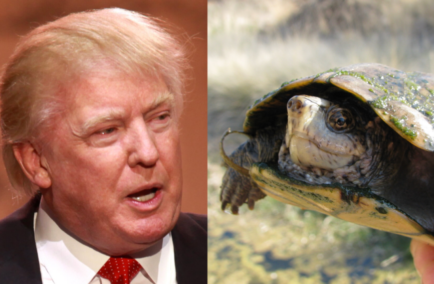 As Trump's Second Border Wall Threatens Their Only U.S. Habitat, Scientists Race to Save Last 250 Endangered Sonoyta Mud Turtles