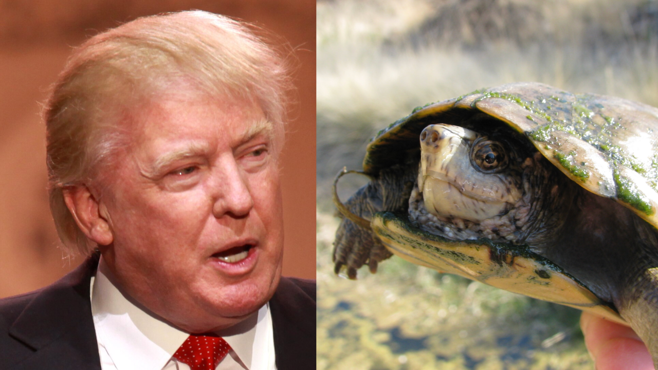 As Trump's Second Border Wall Threatens Their Only U.S. Habitat, Scientists Race to Save Last 250 Endangered Sonoyta Mud Turtles